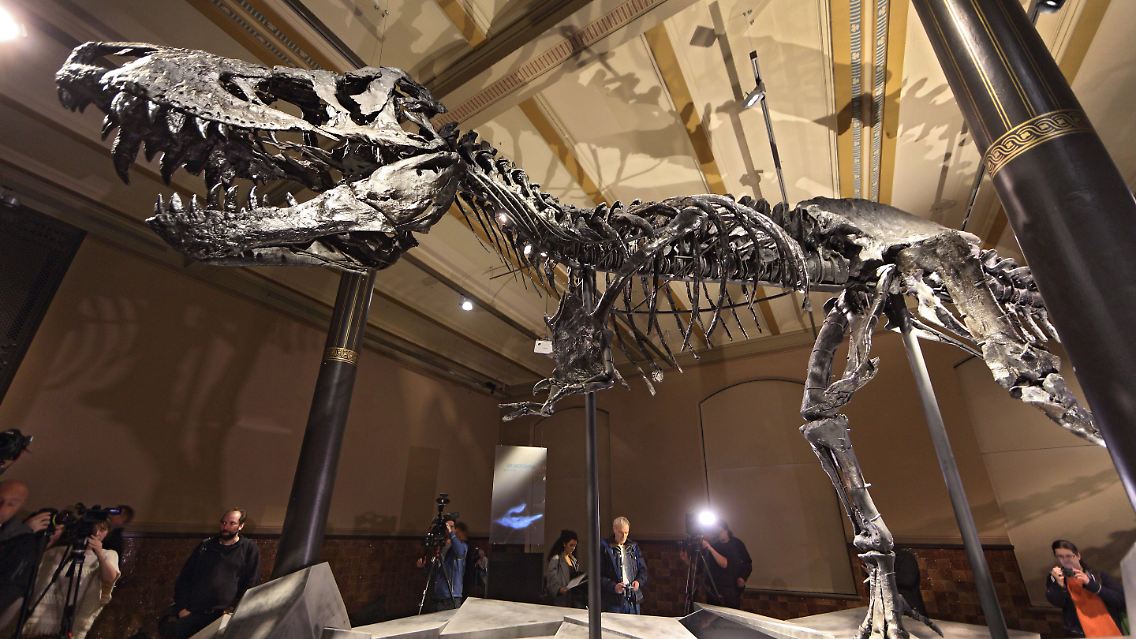 T-Rex Tristan.