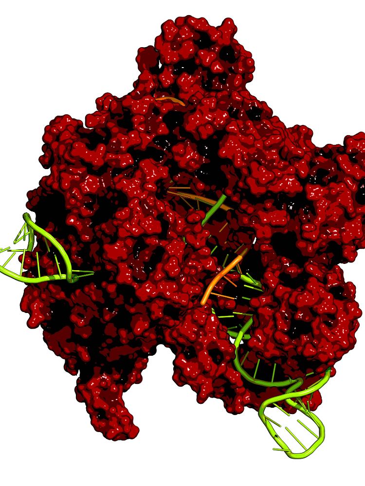 Crispr funktioniert mit einer Schere, die zusammen mit zwei einfachen Molekülen eine bestimmte DNA-Stelle findet.