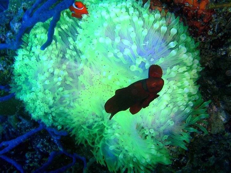 Hier im Bild: Korallenbleiche an einer Anemone in den Gewässern vor Bali.