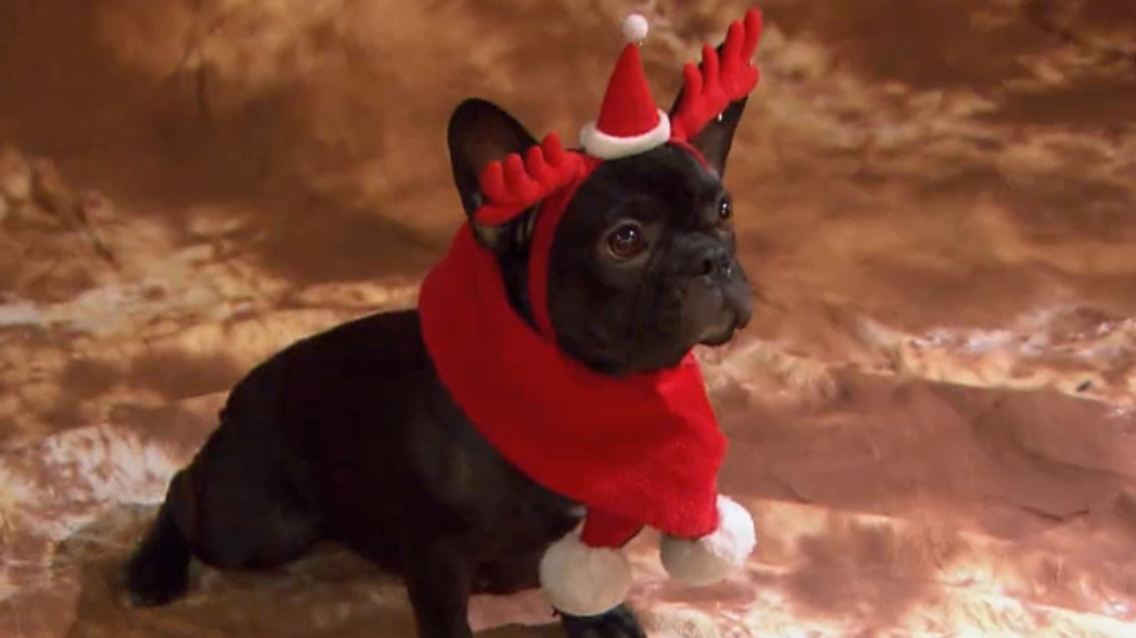 Weihnachtshund.jpg