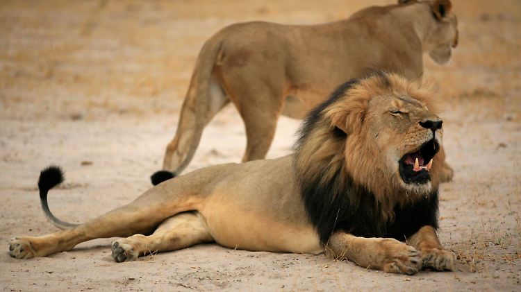 Cecil (v.) war einer der bekanntesten Löwen Simbabwes. 