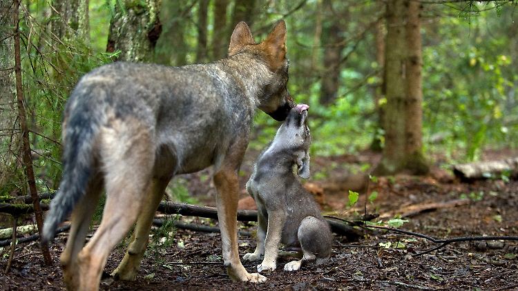 Über 30 Wolfsrudel soll es in Deutschland geben. Diese hier gehören zu einem Rudel in Russland.