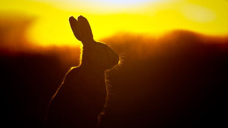 Er kann entspannt den Sonnenuntergang beschauen.