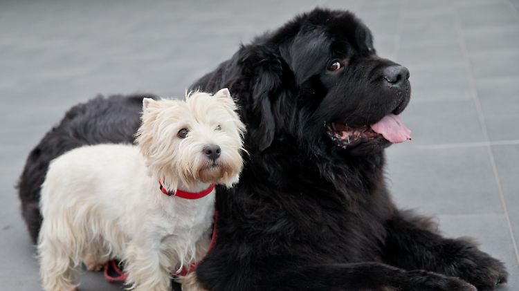 Rassehunde: ein West Highland White Terrier und ein Neufundländer.