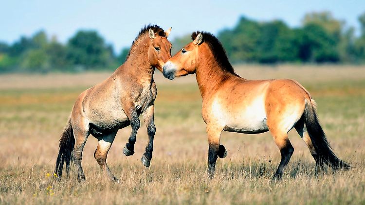 Przewalski-Pferde sind die letzten Wildpferde mit der typischen Fellfärbung.