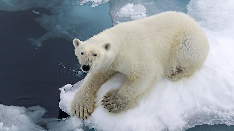 Der Rückgang des Eises ist besonders für Eisbären bedrohlich. Ihr Lebensraum schrumpft enorm.