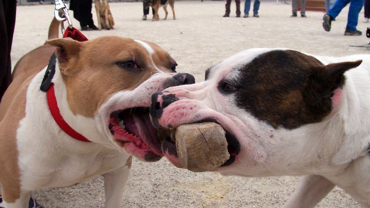 Wenn Pitbulls zubeißen, kann es zu schweren Verletzungen kommen. Doch Experten sind sich einig, dass keine Rasse von Natur aus gefährlich ist.