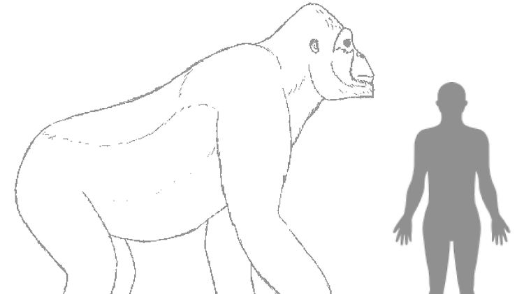 Giganthopithecus könnte für King Kong Modell gestanden haben.