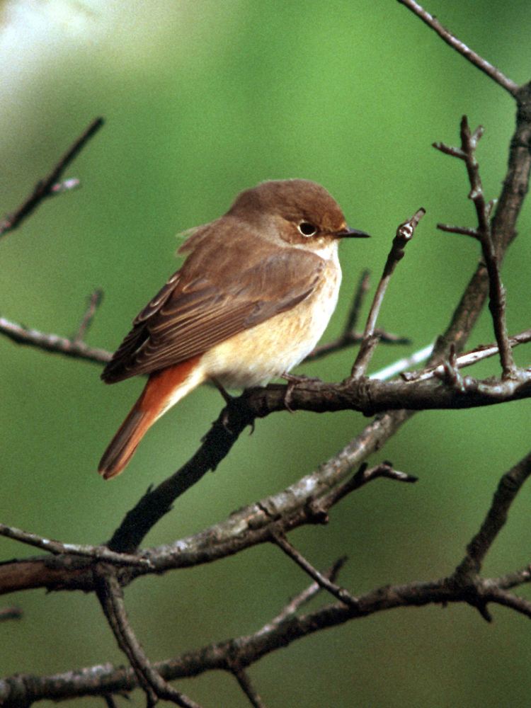 Der Gartenrotschwanz (Phoenicurus phoenicurus) ist in seinem Bestand bedroht.