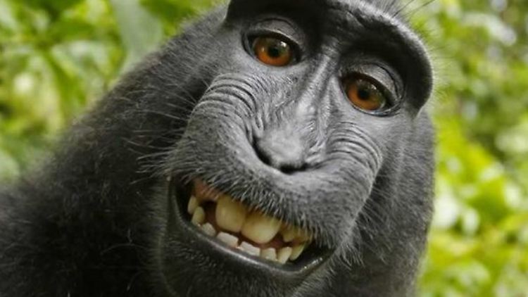Makake Naruto machte ein Selfie von sich.