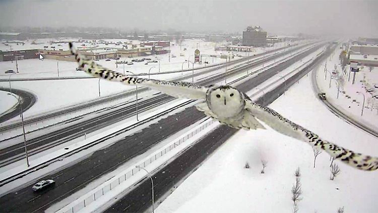 Die Schnee-Eule von Montreal.