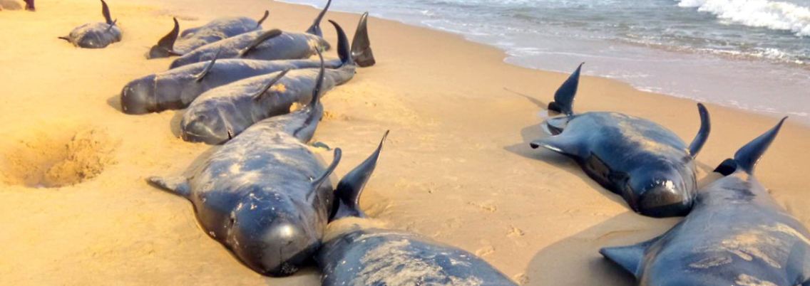 Die Tiere werden an Stränden auf einer Küstenlänge von 25 Kilometern gefunden.