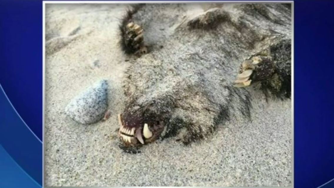 tierkadaver.JPG