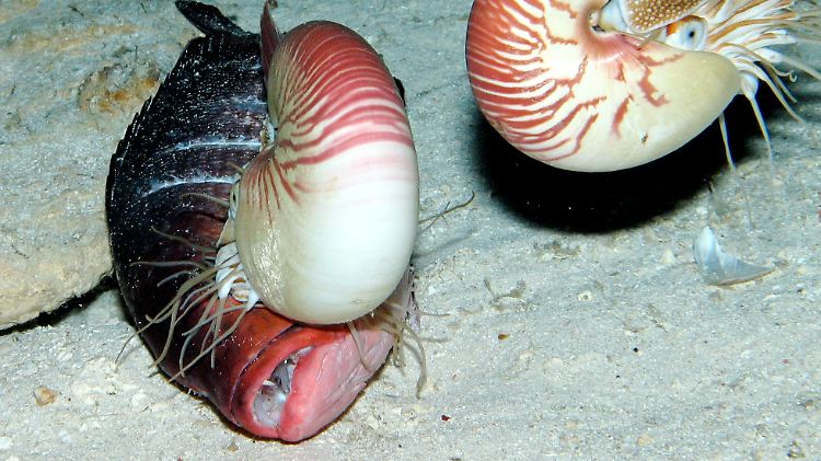 Perlboote in ihrer natürlichen Umgebung. Das linke Tier frisst gerade Fisch.