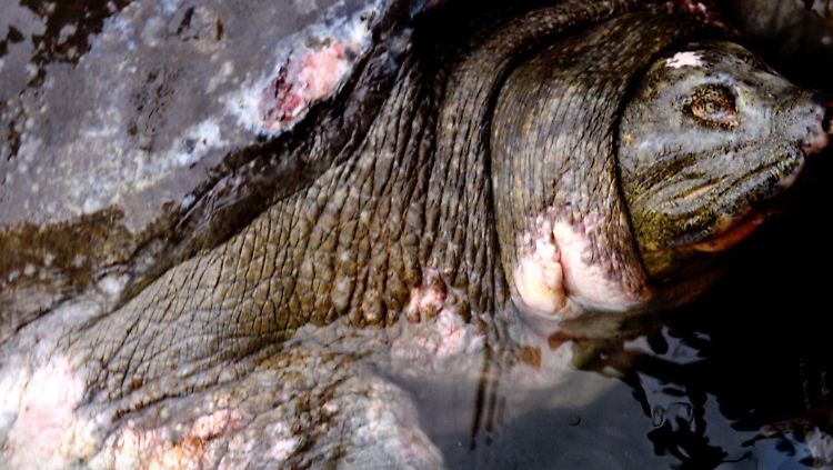 Urgroßvater Schildkröte, wie das seltene Tier in Vietnam respektvoll genannt wurde, in einer Aufnahme von 2011.
