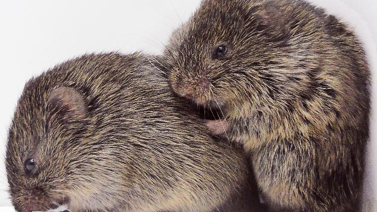 Präriewühlmäuse leben monogam. Beide Eltern kümmern sich um die Aufzucht der Jungen.