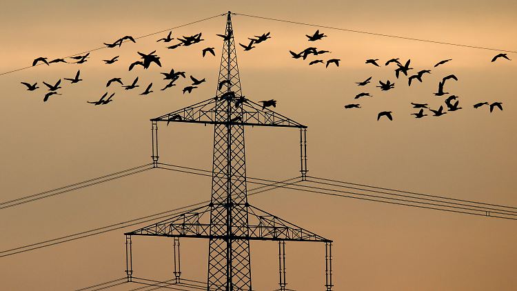 Naturschutz oder Energiewende? Hochspannungsleitungen gefährden seltene Vogelarten.