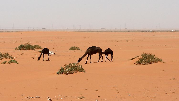 Kamele vor dem Khurais-Ölfeld in der saudichen Wüste zwischen der Hauptstadt Riad und dem Golf-Ölhafen Dammam. Die Wüstenölanbieter bleiben bei ihrem harten Kurs gegen Nicht-Opec-Produzenten.