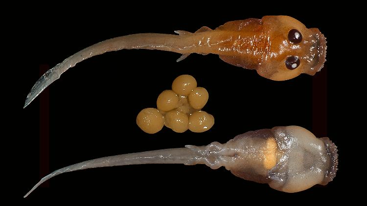 Kaulquappen und Eier des Frosches Frankixalus jerdonii. 