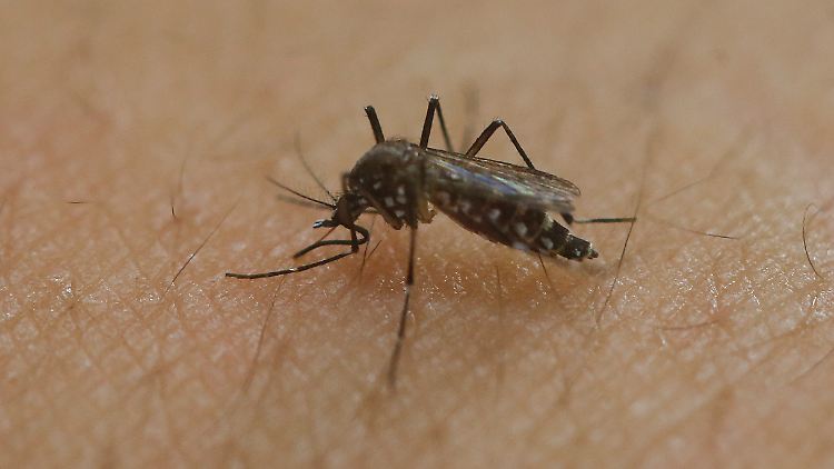 Die Gelbfiebermücke überträgt das Virus. 