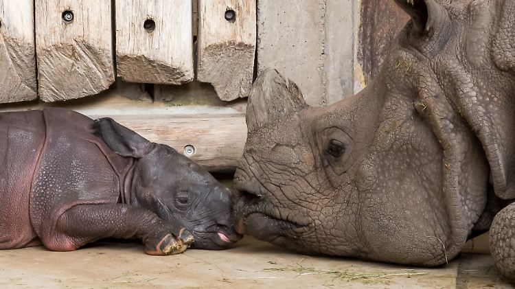 Panzernashorn "Betty" hatte im September 2015 im Zoo von Berlin nach 16 Monaten Tragzeit einen kleinen Bullen geboren.