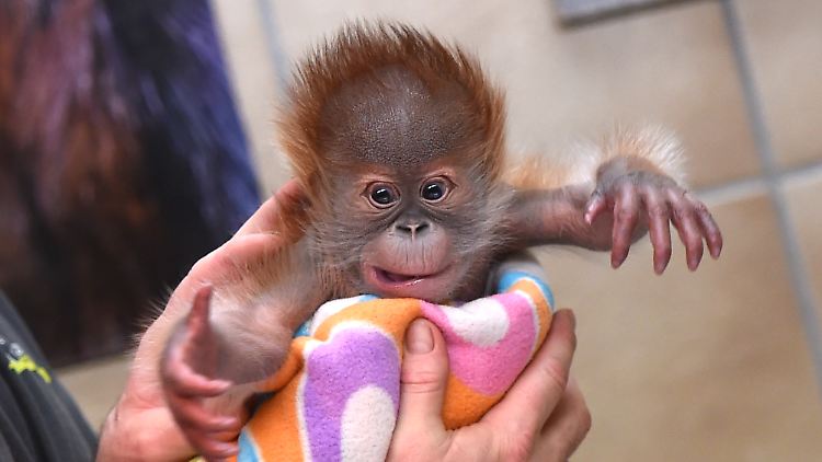 Die kleine Rieke hätte ohne die Hilfe der Tierpfleger nicht überlebt.