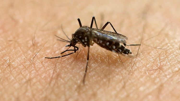 Die Mückenart Aedes aegypti überträgt das Virus.