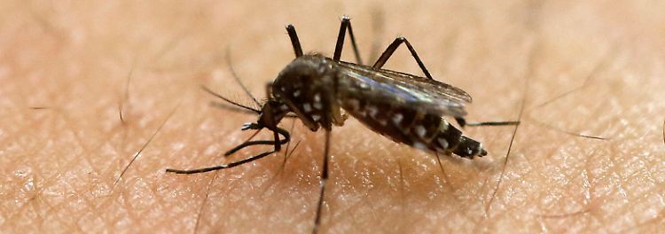 Themenseite: Zika-Virus