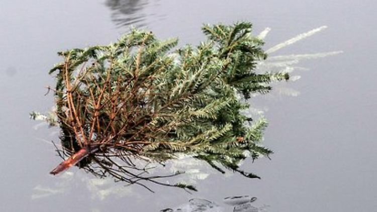 Wer seinen Weihnachtsbaum unsachgemäß entsorgt,  begeht eine Ordnungswidrigkeit, die mit einer Geldstrafe geahndet werden kann.