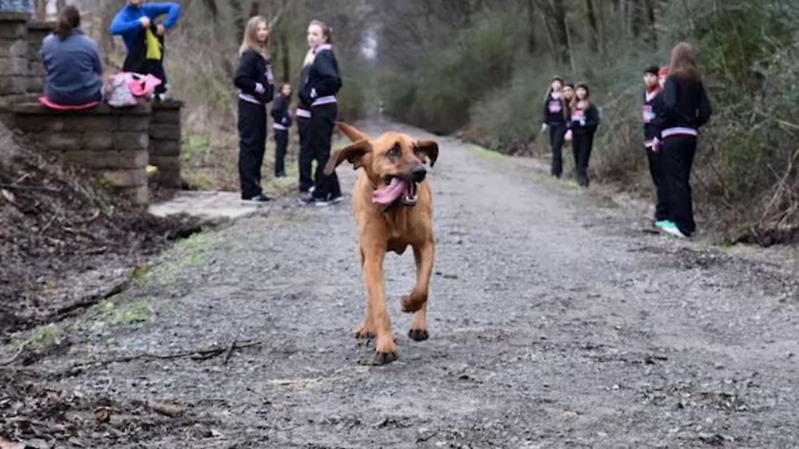 hündin halbmarathon.JPG