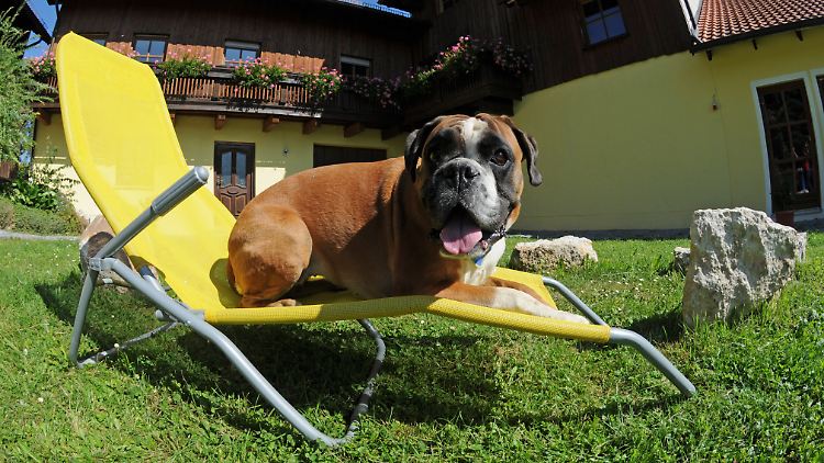 Optimistische Hunde zeigen kein Angstverhalten, wenn sie ein paar Minuten allein sind.