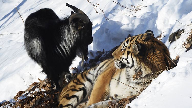 Da war die Welt noch in Ordnung: Timur (l.) und Amur.