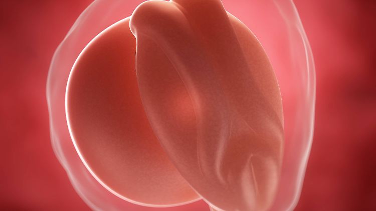 Das Bild zeigt einen Embryo im Alter von drei Wochen. So weit entwickelt sind die Embryonen, die sich die britischen Forscher vornehmen wollen, noch nicht.