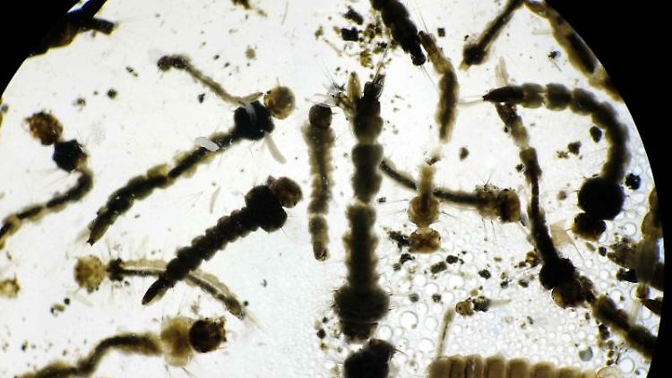 Das Zika-Virus steht im Verdacht, bei Babys Schädelfehlbildungen zu verursachen.