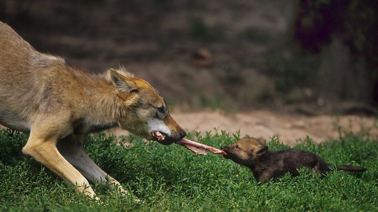 Wolfseltern führen das Rudel gemeinsam und lassen dem Nachwuchs Raum zum Selbständigwerden.