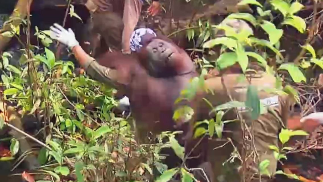 Orang-Utan.jpg