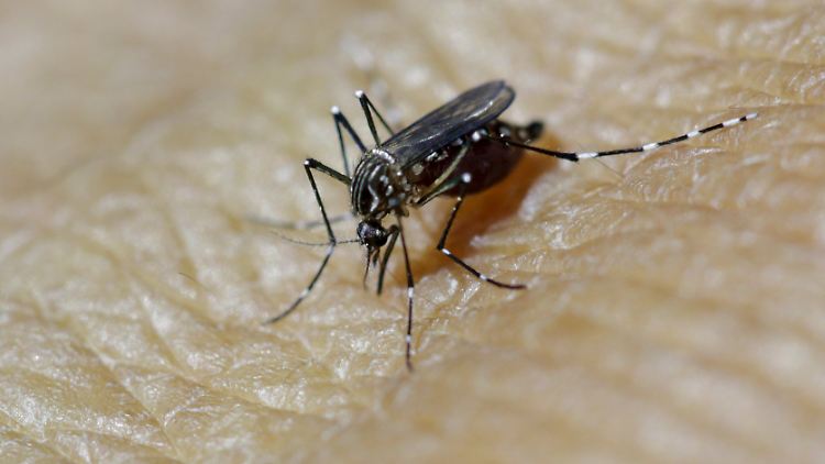 Noch ist kein Mittel gegen das Zika-Virus gefunden. Das Virus soll durch Mücken übertragen werden.