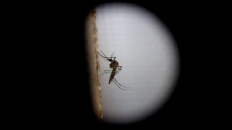Stand bisher im Fokus: Aedes aegypti, die Gelbfiebermücke. Nun versuchen Forscher herauszufinden, ob das Zika-Virus auch von Mensch zu Mensch weitergegeben werden kann.