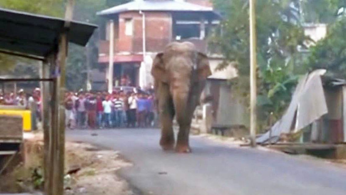 Wilder Elefant Indien Dorf.JPG