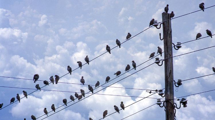 Auswirkung auf die Vogelwelt: Bei Wandervögeln sind Verschiebungen der Flugperioden zu beobachten.