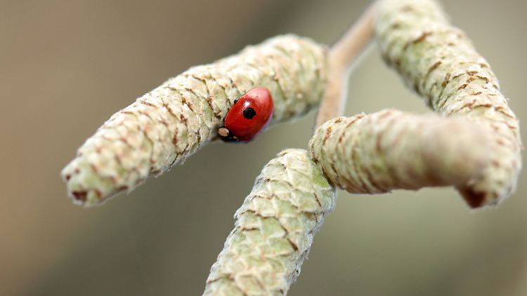 Haselpollen fliegen schon früh im Jahr.