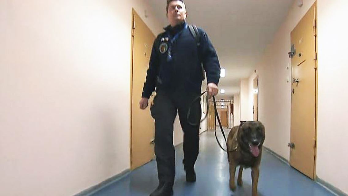 Handy-Hund.JPG