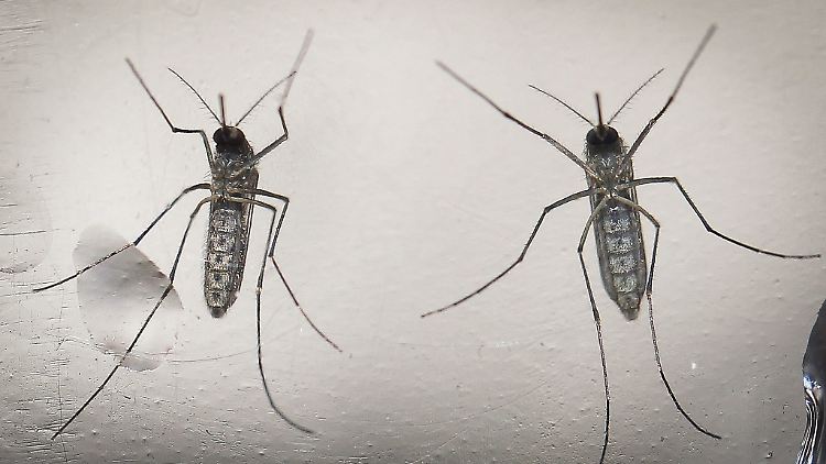  Das von der Mücke Aedes aegypt übertragene Virus grassiert derzeit in Süd- und Mittelamerika. 
