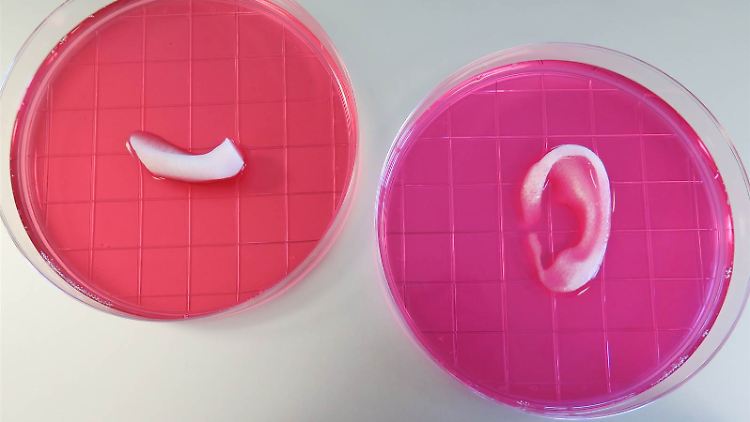 Mit dem 3D-Biodrucker können nicht nur Gerüste für Ohren hergestellt werden.