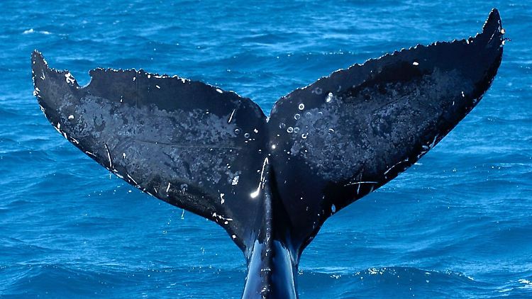 Die Fluke der Buckelwale unterscheidet sich in Form und Färbung, so dass sie zur Identifizierung einzelner Tiere herangezogen werden kann.