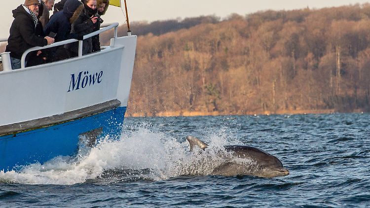 Mensch, Maschine - und Delfin: Auf der Ostsee ist das derzeit möglich.