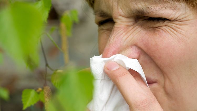 Eine Flucht vor den Birkenpollen ist kaum möglich, der Baum mit der schwarz-weißen Rinde ist in Deutschland sehr verbreitet.