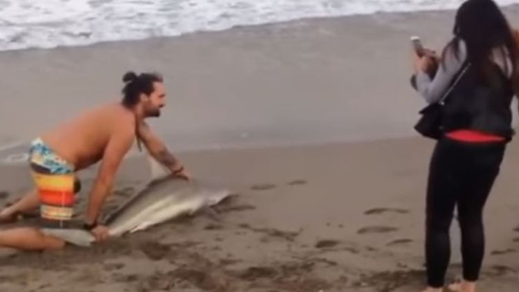 shark.JPG