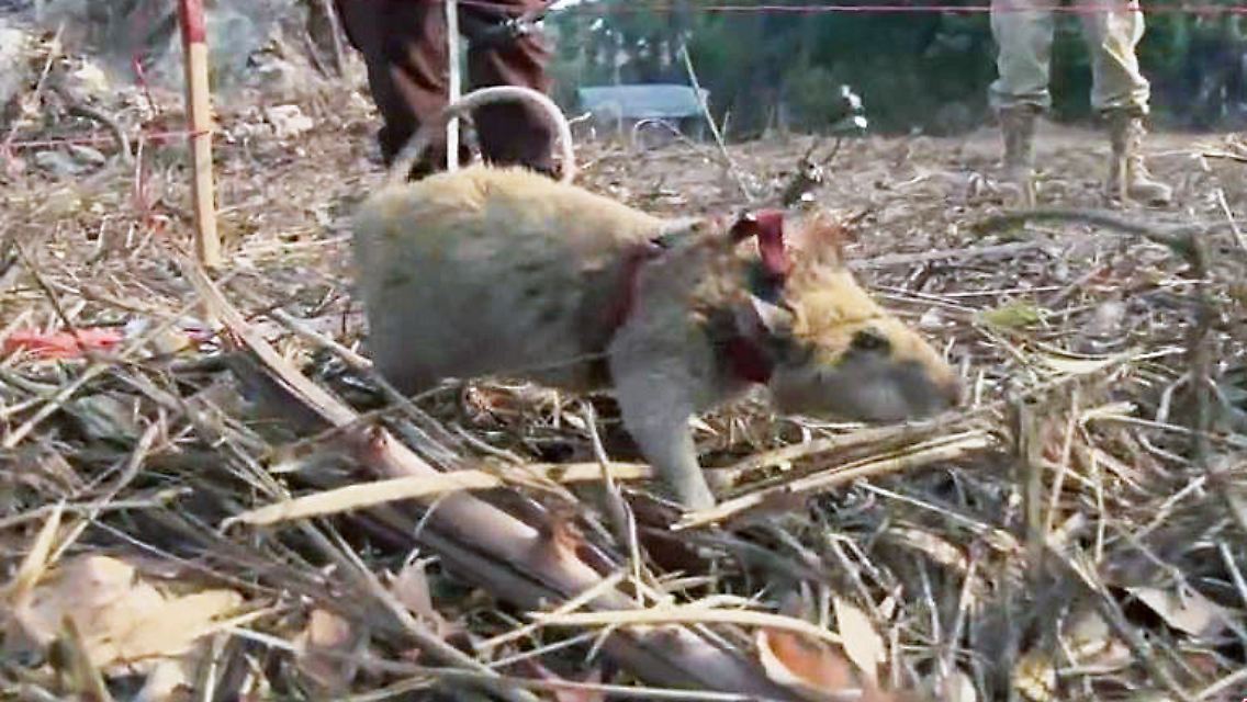 Ratten Minen.JPG