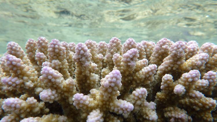 Gesunde Korallen-Kolonie im Great Barrier Reef.